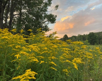 Goldenrod Tincture - for sinuses, kidney support, and more