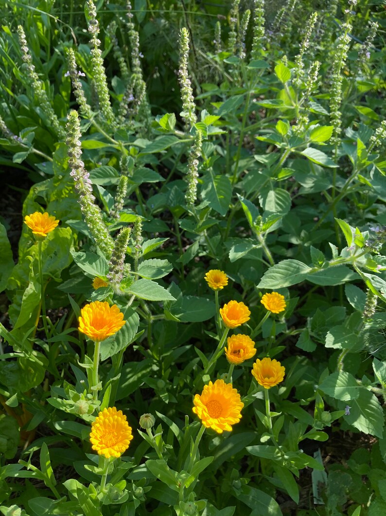 Calendula Salve image 1