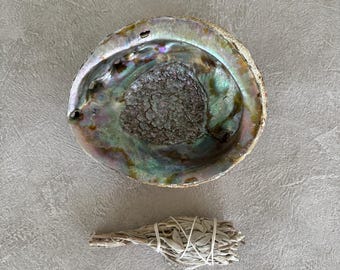 Concha de abulón grande