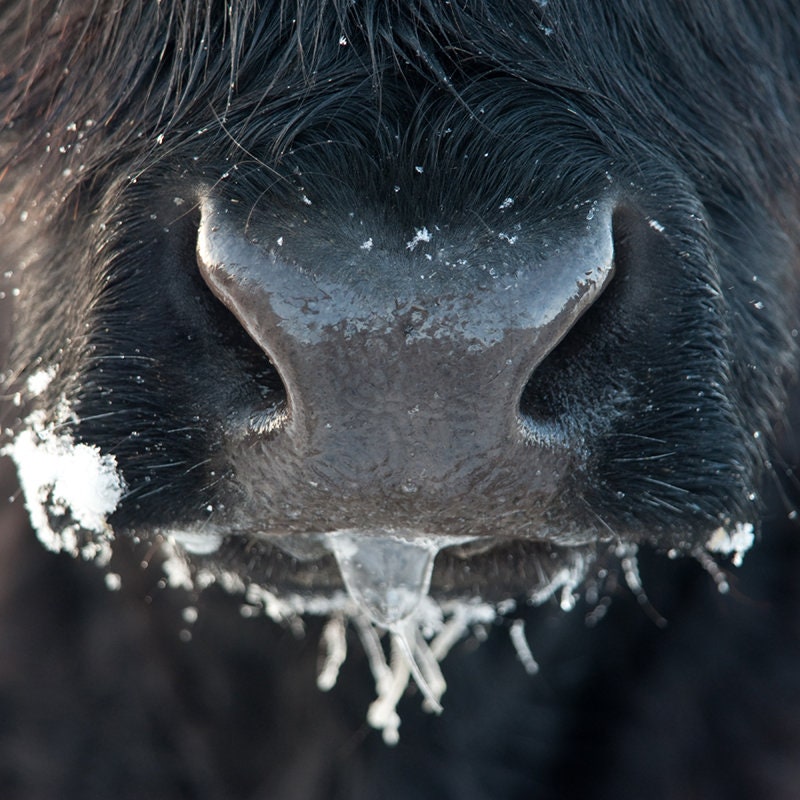 Highland Cow Nose on Canvas, Wall Art, Highland Cow Photo, Nature Photography, Home & Office Decor, Animals, Farming Life