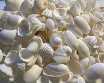 White shells mixed craft, home decor, weddings