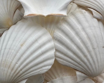 Scallop shells large Uk 10-12cms washed, natural shell craft,decor,wedding decor
