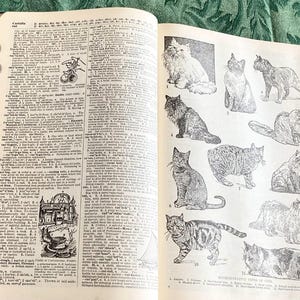 Englisch Illustriertes Wörterbuch (1933) - Funk & Wagnalls Praktisches Standard-Wörterbuch