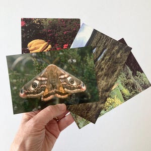Vintage Irish Nature Postcards x 4