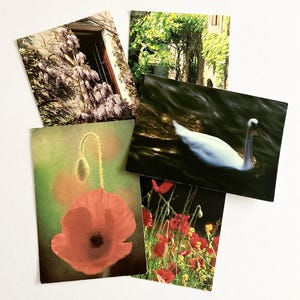 Cartoline d'epoca francesi con la natura x 5 – Fiori e uccelli