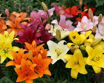 10 Lily Bulbs-Asiatic Lily Mix (Pack of 10 Bulbs) -Spectacular, Colorful Blend.