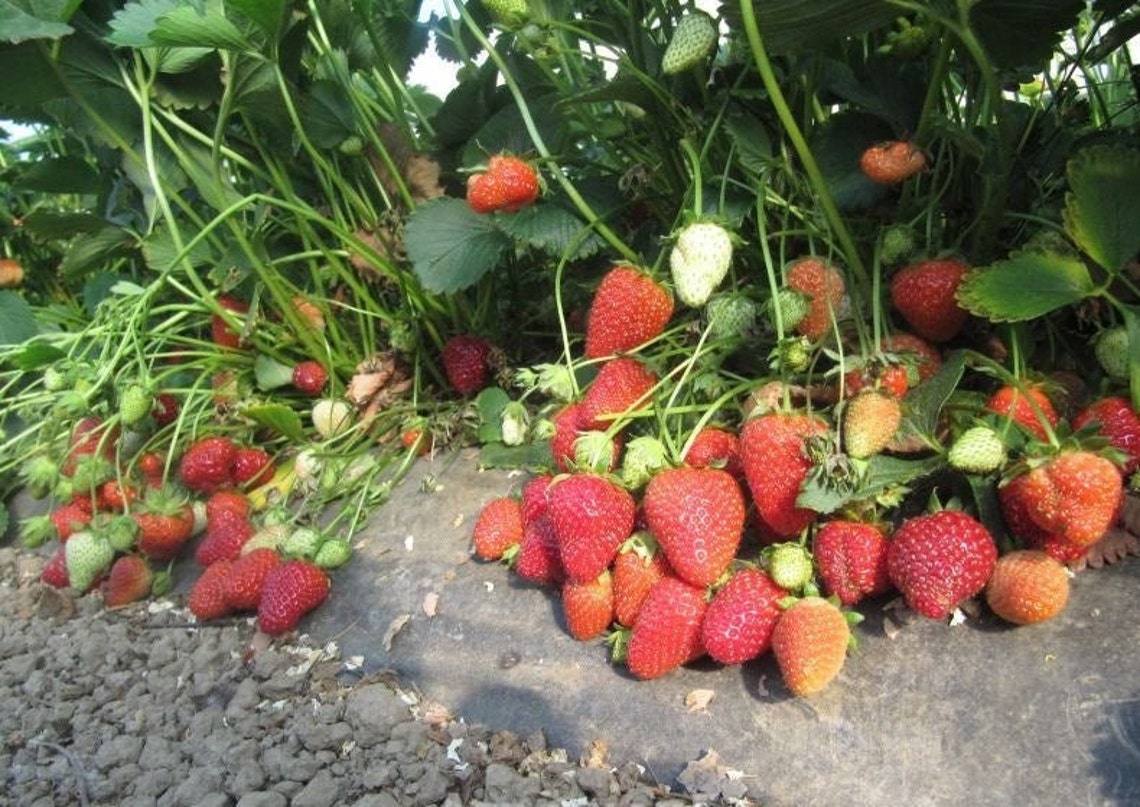 50 Albion Everbearing Strawberry PlantsFruit Very Firm Etsy
