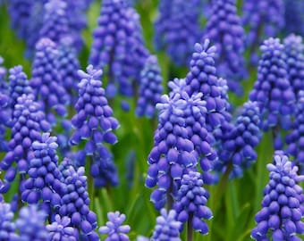 May include: A cluster of vibrant purple grape hyacinth flowers, also known as Muscari, featuring dense, bell-shaped florets arranged in conical spikes. The small, rounded blossoms display shades of deep violet and blue, rising above green foliage.