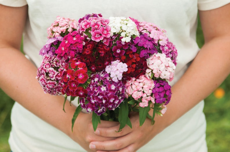 Dianthus Barbatus Carnation Sweet William-Heirloom Flowers Mix Pack of 200 Seeds Zones: 3-10 image 7