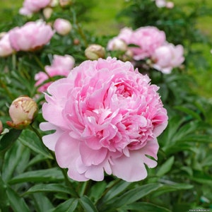 1 Peony Plant-Double Peony "Sarah Bernhardt"(Light Pink) 2-3 Eye(1 Large Bare Root) Fragrant, Perennial, Zones: 3-9