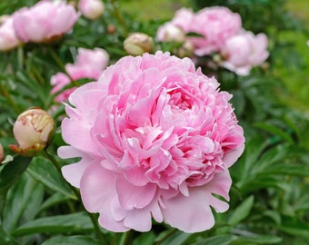 1 Peony Plant-Double Peony "Sarah Bernhardt"(Light Pink) 2-3 Eye(1 Large Bare Root) Fragrant, Perennial, Zones: 3-9