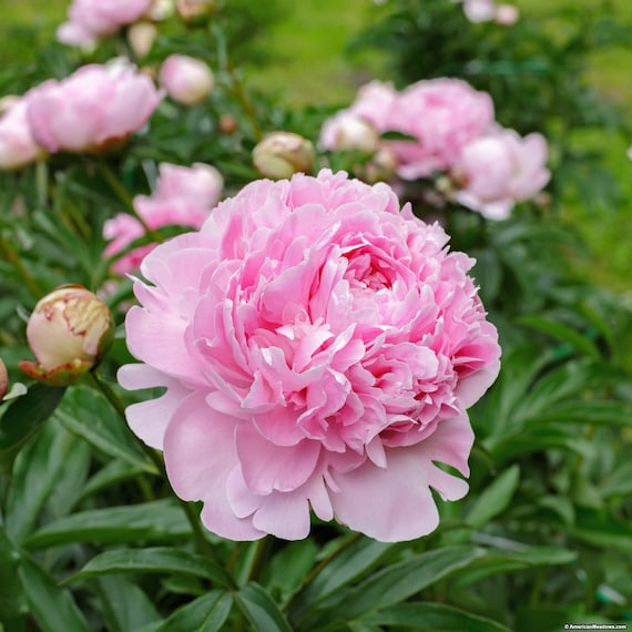 1 Peony Plant Double Peony Sarah Bernhardtlight Etsy