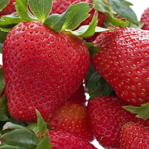 12 Strawberry Plants "Honeoye"-Sweet Berry, High-Yielding (Bundle of 12 Bare Root)Organically Grown, Zones 3-8.