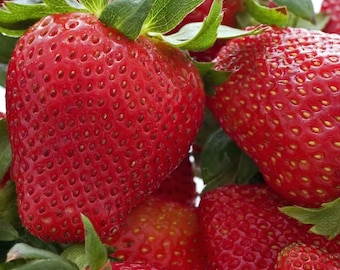 24 Strawberry Plants "Honeoye"-Sweet Berry, High-Yielding (Bundle of 24 Bare Root) Organically Grown, Zones 4-8.