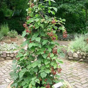May include: A blackberry plant in a terracotta pot, supported by a metal trellis. The plant is laden with green leaves and clusters of red berries. The pot sits on a brick patio, with a garden backdrop.