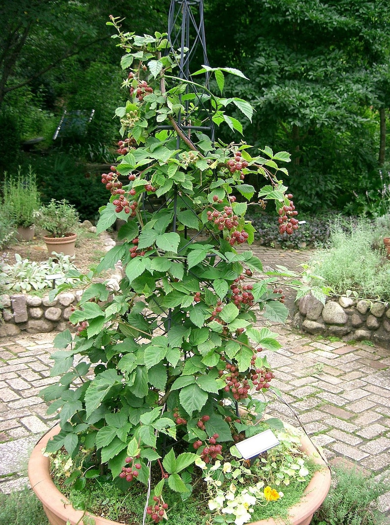 May include: A blackberry plant in a terracotta pot, supported by a metal trellis. The plant is laden with green leaves and clusters of red berries. The pot sits on a brick patio, with a garden backdrop.