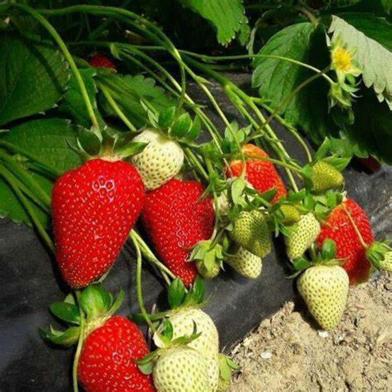 12 Albion Everbearing Strawberry Plants-Fruit Very Firm, Sweet, High Yields Pack of 12 Bare Root Zones: 4-8. Free shipping. image 5