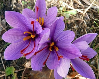 May include: Three vibrant purple crocus flowers with delicate, veined petals. Each flower features a dark centre with bright yellow stamens and prominent, long, deep red stigmas extending outwards from the base of the petals.