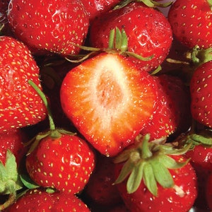 12 Mara Des Bois Everbearing Strawberry Plants-Best Flavor(Pack of 12 Bare Root) Zones 4-9