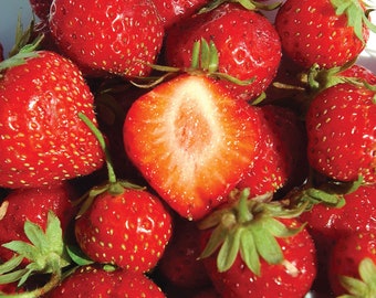 24 Mara Des Bois Everbearing Strawberry Plants-Best Flavor(Pack of 24 Bare Root) Zones 4-9