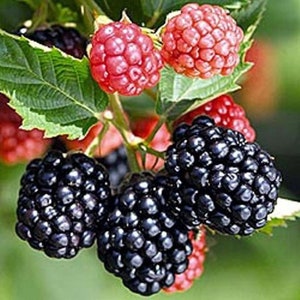 May include: A close-up image of blackberries and raspberries on the vine. The blackberries are a deep, glossy black, and the raspberries are a bright red. Green leaves and stems provide a natural backdrop, highlighting the fresh berries.