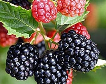 3 Blackberry Plants "Triple Crown"-Thornless (3 Large 1 Year Old Plug Plants) Produce Sweet Berries, Zones: 5-9