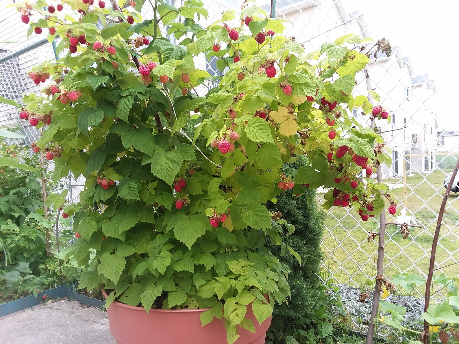 3 Heritage Everbearing Red Raspberry Plants 3 Lrg 1 Year Old Etsy