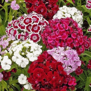 Dianthus Barbatus Carnation Sweet William-heirloom Flowers Mix pack of ...