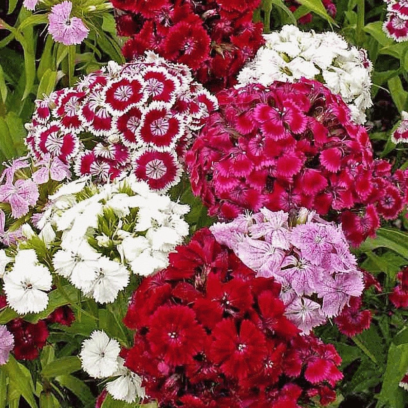 Dianthus Barbatus Carnation Sweet William-Heirloom Flowers Mix Pack of 200 Seeds Zones: 3-10 image 6