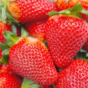 12 Albion Everbearing Strawberry Plants-Fruit Very Firm, Sweet, High Yields Pack of 12 Bare Root Zones: 4-8. Free shipping. image 1