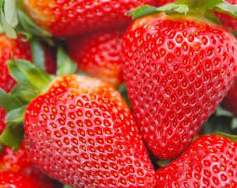 12 Albion Everbearing Strawberry Plants-Fruit Very Firm, Sweet, High Yields  (Pack of 12 Bare Root) Zones: 4-8.