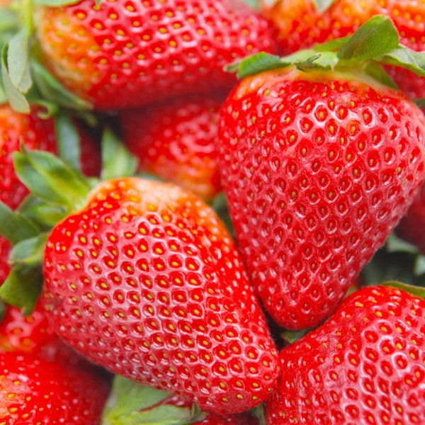24 Strawberry Plants "Albion" Everbearing-Fruit Very Firm, Sweet, High Yields (Pack of 24 Bare Root Plants) Zone 4-8