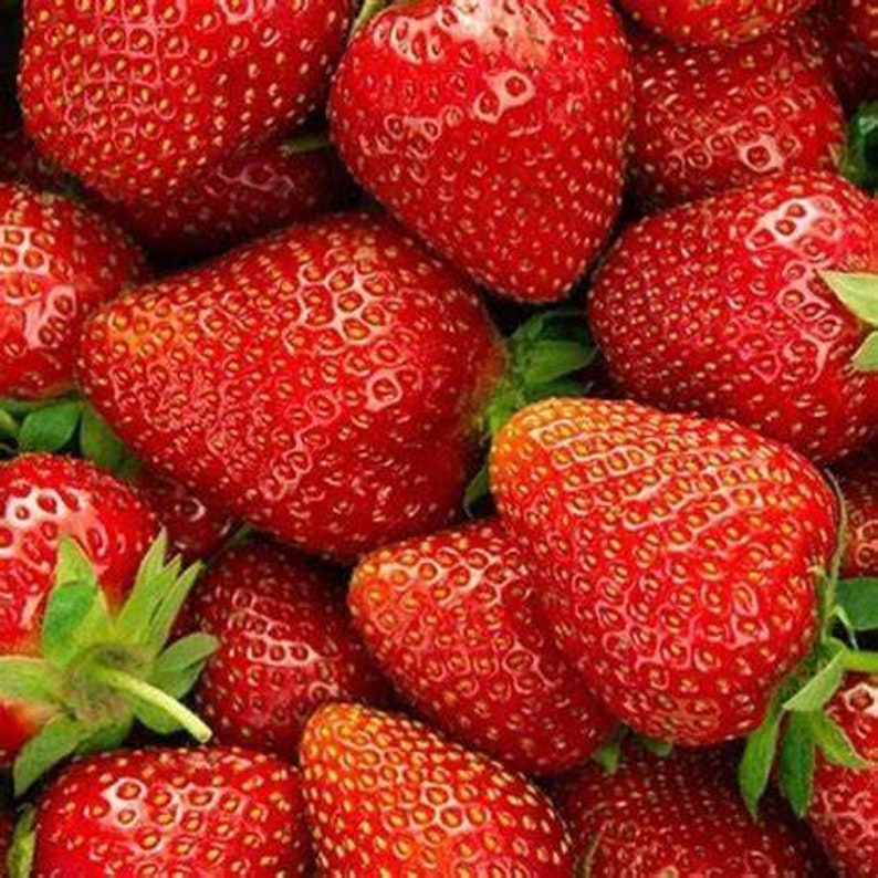 12 Albion Everbearing Strawberry Plants-Fruit Very Firm, Sweet, High Yields Pack of 12 Bare Root Zones: 4-8. Free shipping. image 7