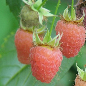 5 Raspberry Plants 
