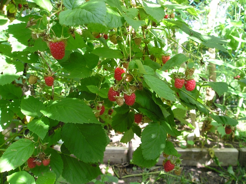 3 Raspberry Plants Joan J Completely Thornless Everbearing Etsy