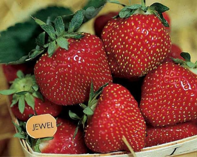 12 Strawberry Plants Jewelsuperb Quality and Flavorbundle of 12 Bare Root Organically Grown