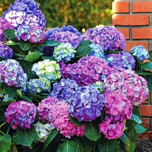 1 Plant Hydrangea "L.A. Dreamin"(1 Large 4"-5" Bare Root plant well Rooted)Perennial, Zones: 3-9