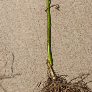 May include: Close-up of a plant stem and roots. The stem is bright green with brown markings and a small, curled brown tendril. The roots are a tangled mass of brown fibres.