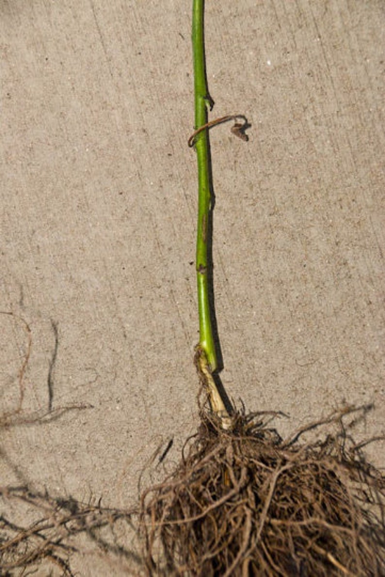 May include: Close-up of a plant stem and roots. The stem is bright green with brown markings and a small, curled brown tendril. The roots are a tangled mass of brown fibres.