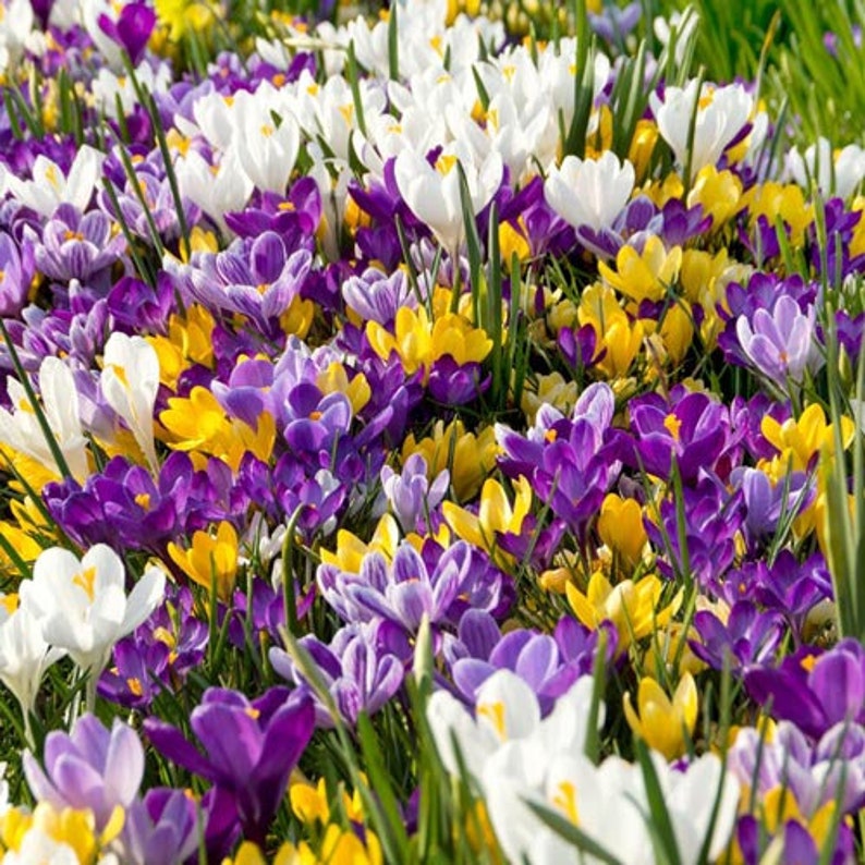 24 Giant Crocus Bulbs MixedColorful Crocus CollectionPack of Etsy