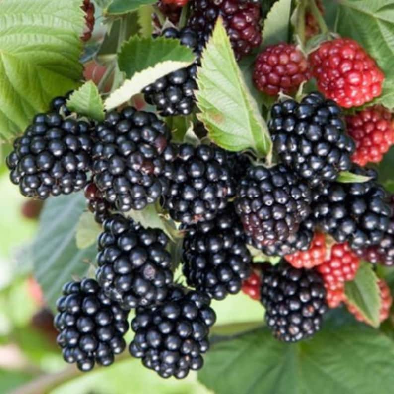 May include: A close-up shot of a blackberry bush, displaying clusters of ripe, dark purple blackberries alongside some unripe red berries. The berries are set against a backdrop of green leaves, giving a fresh, natural look. The image highlights fresh produce.