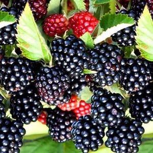 May include: A close-up image of blackberries and raspberries. The blackberries are a deep, glossy black, and the raspberries are a bright red. Green leaves provide a natural backdrop, showcasing the fresh berries.