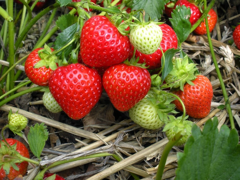 50 Sweet Charlie Strawberry Plants SUPERSWEET Berrypack of Etsy