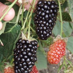 3 Thornless Blackberry Plants Natchez, Earliest, High Productive Pack of 3 Plug Plants Best in Zone 5-9 image 1