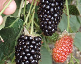 3 Thornless Blackberry Plants "Natchez", Earliest, High Productive (Pack of 3 Plug Plants) Best in Zone 5-9