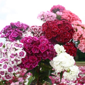 Dianthus Barbatus Carnation Sweet William-Heirloom Flowers Mix Pack of 200 Seeds Zones: 3-10 image 8