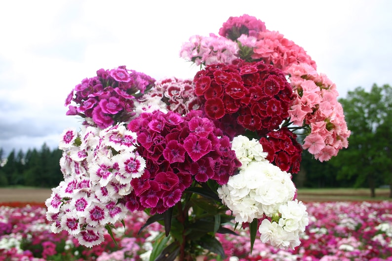 Dianthus Barbatus Carnation Sweet William-Heirloom Flowers Mix Pack of 200 Seeds Zones: 3-10 image 8