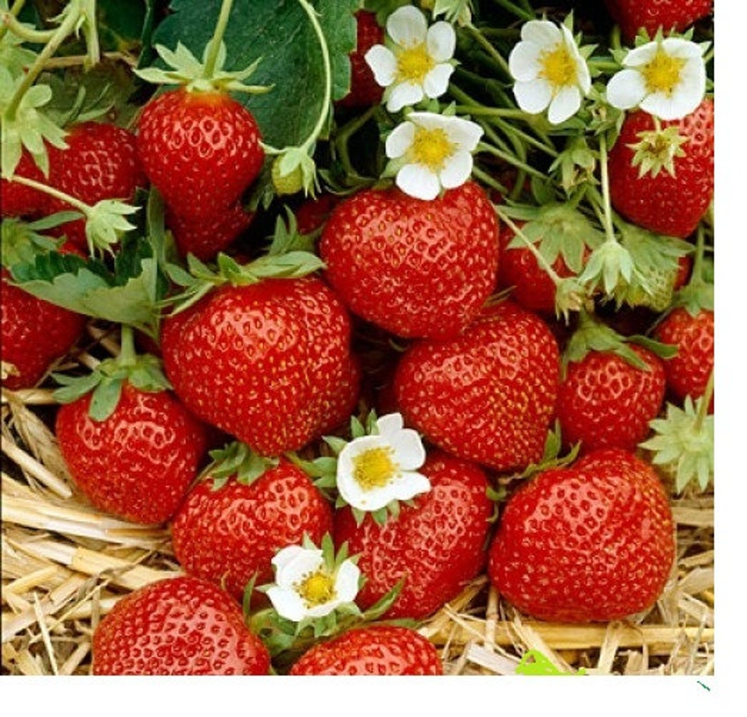 12 Strawberry Plants "ozark Beauty" Everbearingtop Producer(pack of 12