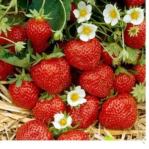 May include: A close-up of a basket of ripe red strawberries with white flowers. The strawberries are arranged in a basket with straw.