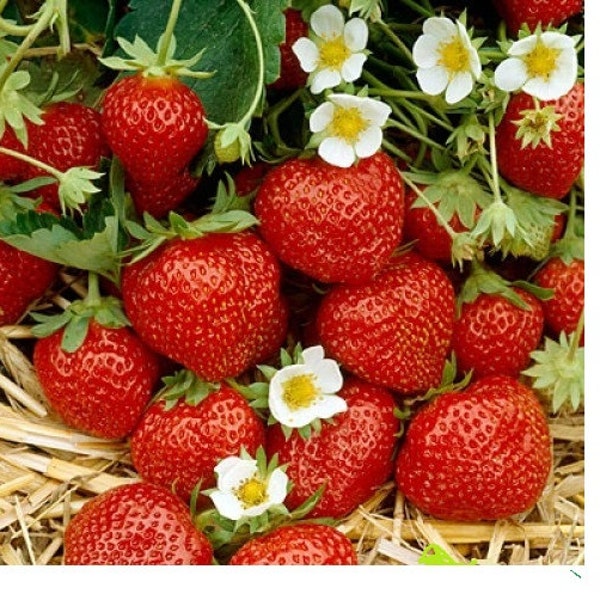 12 Strawberry Plants "Ozark Beauty" Everbearing-Top Producer(Pack of 12 Bare Root) Zones: 4-9.